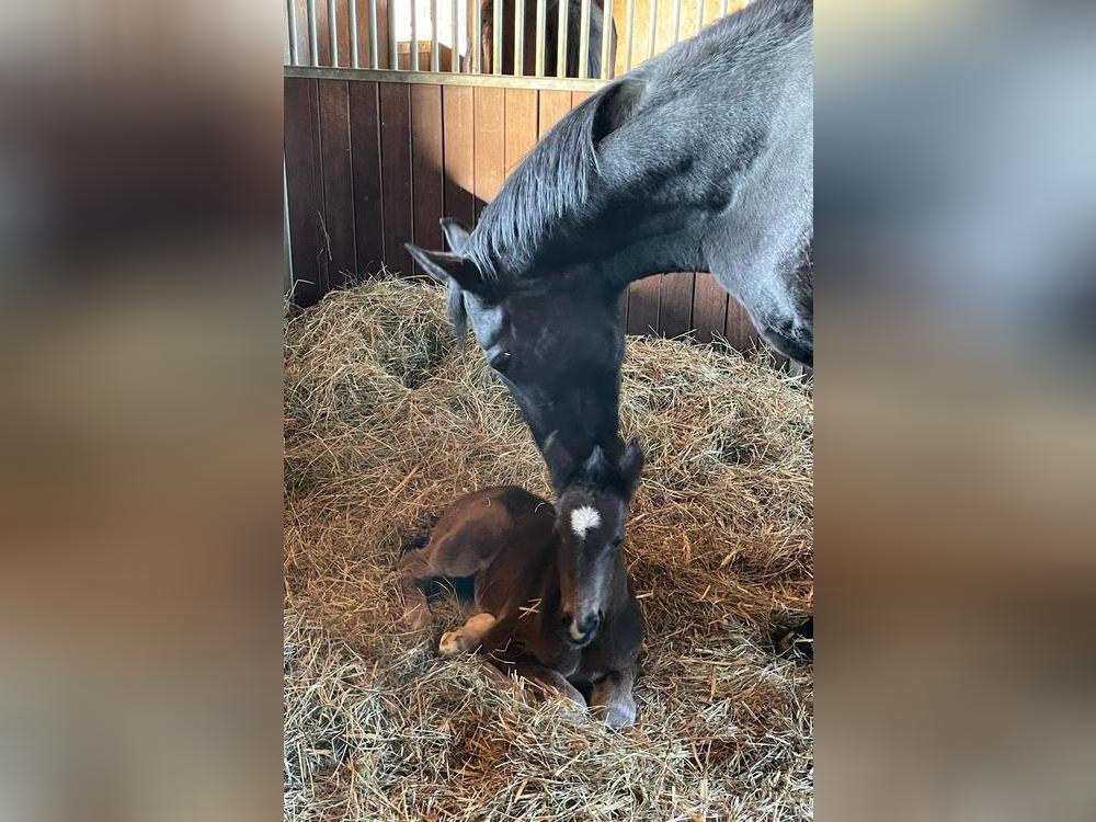 Fohlen Caspar und seine Mutter Mausi kurz nach der Geburt. Foto: Diers