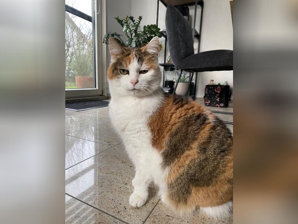Katzen sind schlau und schön. Foto: Hecker