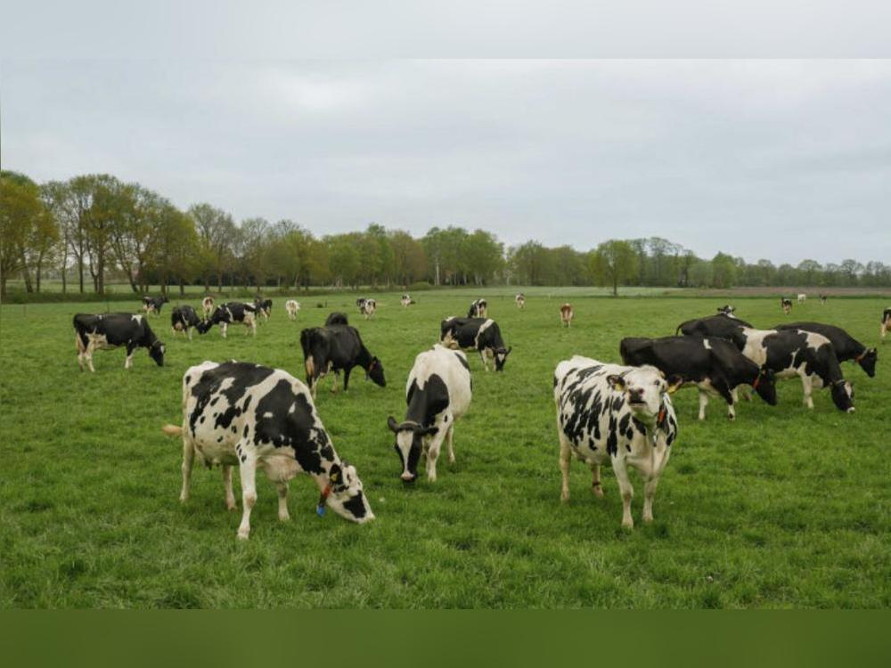 Kühe fressen gerne Gras. Foto: Haselhorst