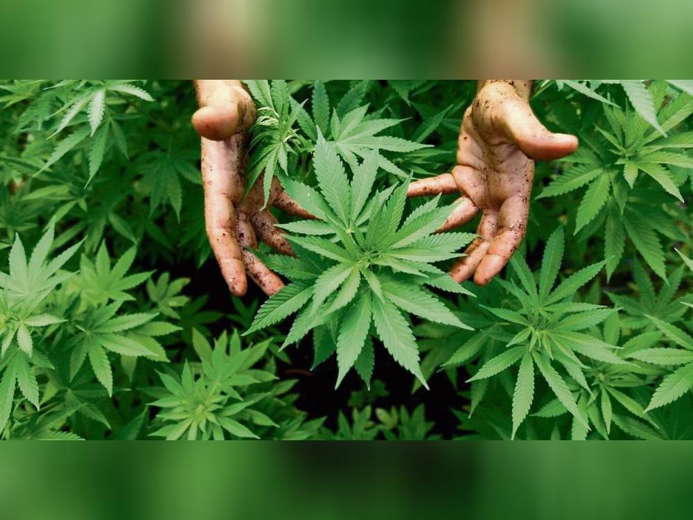 Cannabis gehört zur Familie der Hanfpflanzen. Aber nur die weiblichen Pflanzen entwickeln den Wirkstoff THC, der bei Erhitzen einen Rausch auslöst. Erwachsene dürfen seit dem 1. April drei Pflanzen zum Eigenkonsum anbauen. Foto: dpa