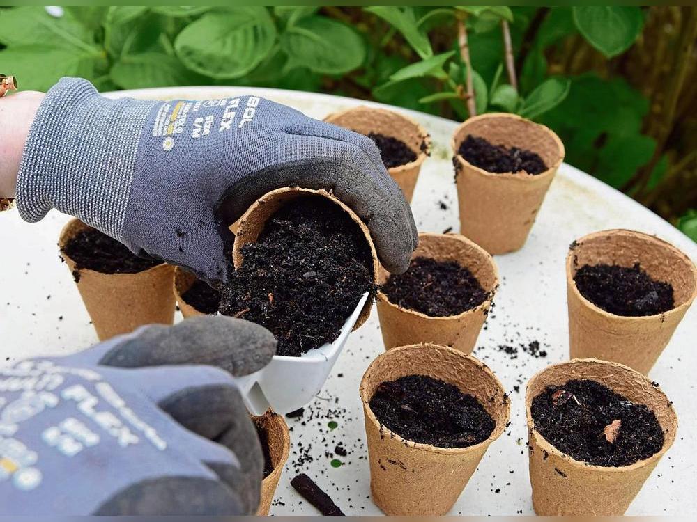 Neben Tulpen, Tomaten und Co. können Hobby-Gärtner nun auch eigene Cannabis-Pflanzen ziehen. Symbolfoto: Kossack