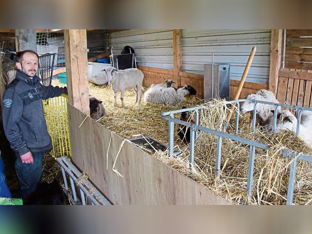 Zwei Mal hat ein Tier Teile seiner Herde gerissen, jetzt sind Hans Buksmanns restlichen Schafe im Stall. Foto: Löseke