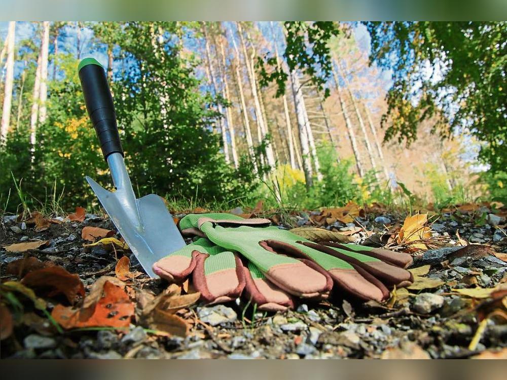 Es wurden im Rüthener Waldgebiet fleißig Bäume gepflanzt. Foto: Schönhense