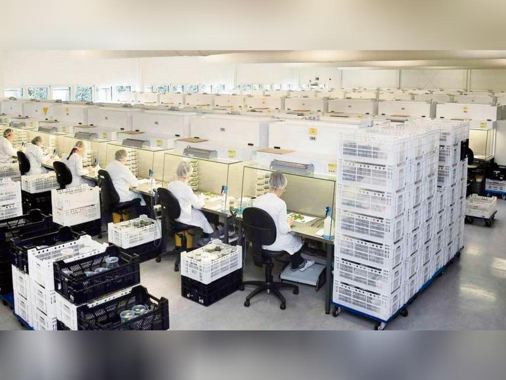 Hark Orchideen verkleinert seine Produktion in Lippstadt: Der Standort kann wegen der Energie- und Personalkosten in diesem Umfang nicht international konkurrieren.