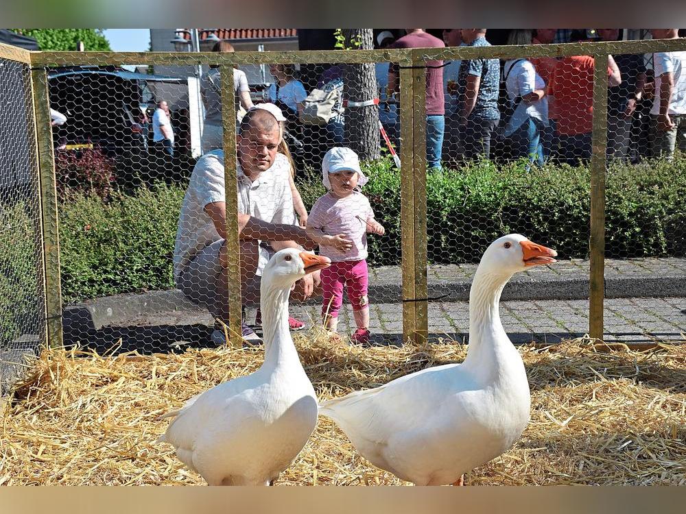 Anziehungspunkt für viele Familien: Die Lippegänse. Fotos: Kossack