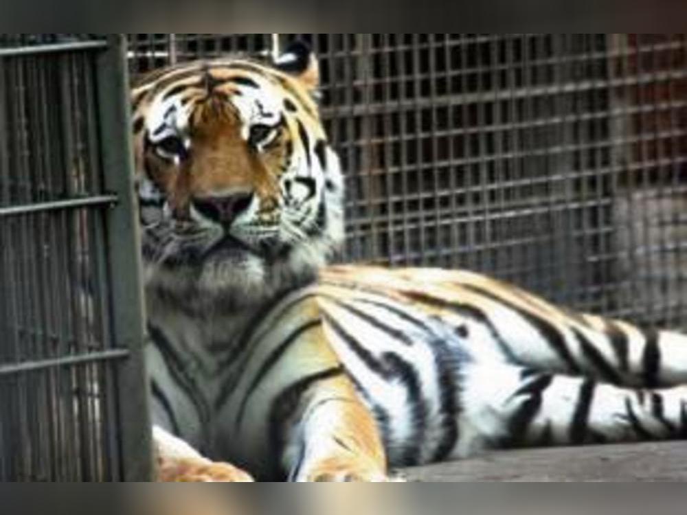 Ein Tiger hat im Tierpark Nadermann in Delbrück einer Pflegerin in den Arm gebissen. Symbolfoto: Krumat