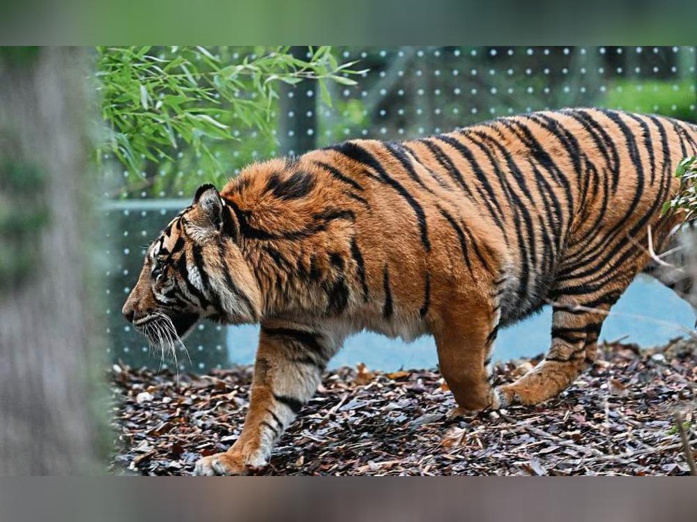 Ein Tiger hat Anfang der Woche eine 33-Jährige Pflegerin aus Delbrück angegriffen und schwer verletzt. Symbolfoto: dpa/Arne Dedert