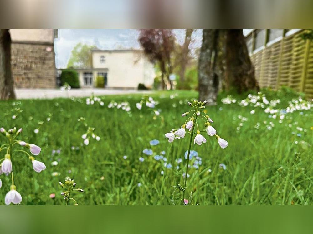 Das Wiesenschaumkraut, hier auf einer Wiese beim Gymnasium, ist eine wichtige Pflanze für den Aurorafalter und kann nur zur Blüte kommen, wenn weniger als bisher meist üblich gemäht wird.