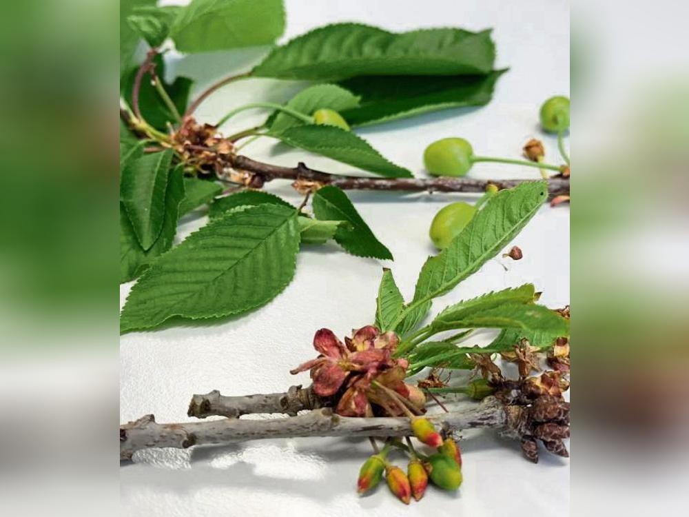 Den Kirschbaum hats erwischt. Im Vergleich wirkt der kranke Baum sichtbar verkümmert (Zweig vorne). Auch auffällig: nicht alle Äste sind betroffen. Fotos: N.Wissing / privat Den Kirschbaum hats erwischt. Im Vergleich wirkt der kranke Baum sichtbar verkümmert (Zweig vorne). Auch auffällig: nicht alle Äste sind betroffen. Fotos: N.Wissing / privat