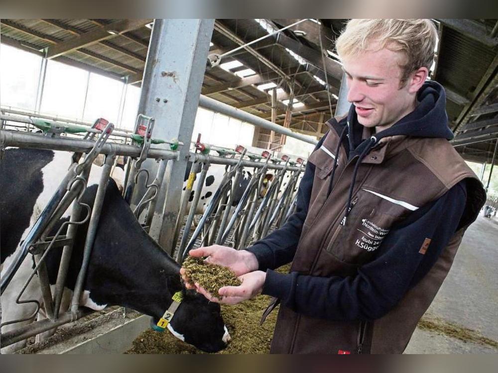 Landwirtschafts-Azubi Henning Süggeler prüft das Futter der Rinder: Mais, Maiskörner, Gras, Ausgleichsfutter, Melasse und Wasser sind in der Mischung. Foto: Rückert