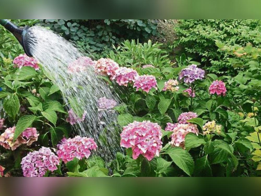 Aufgrund anhaltender Trockenheit sollten Blumen derzeit besser früh morgens oder abends gegossen werden. Foto: Rückert