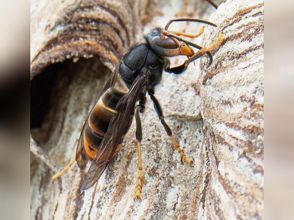 Die Asiatische Hornisse erkennt man an ihrer schwarzen Brust und den gelben Beinen. Foto: dpa