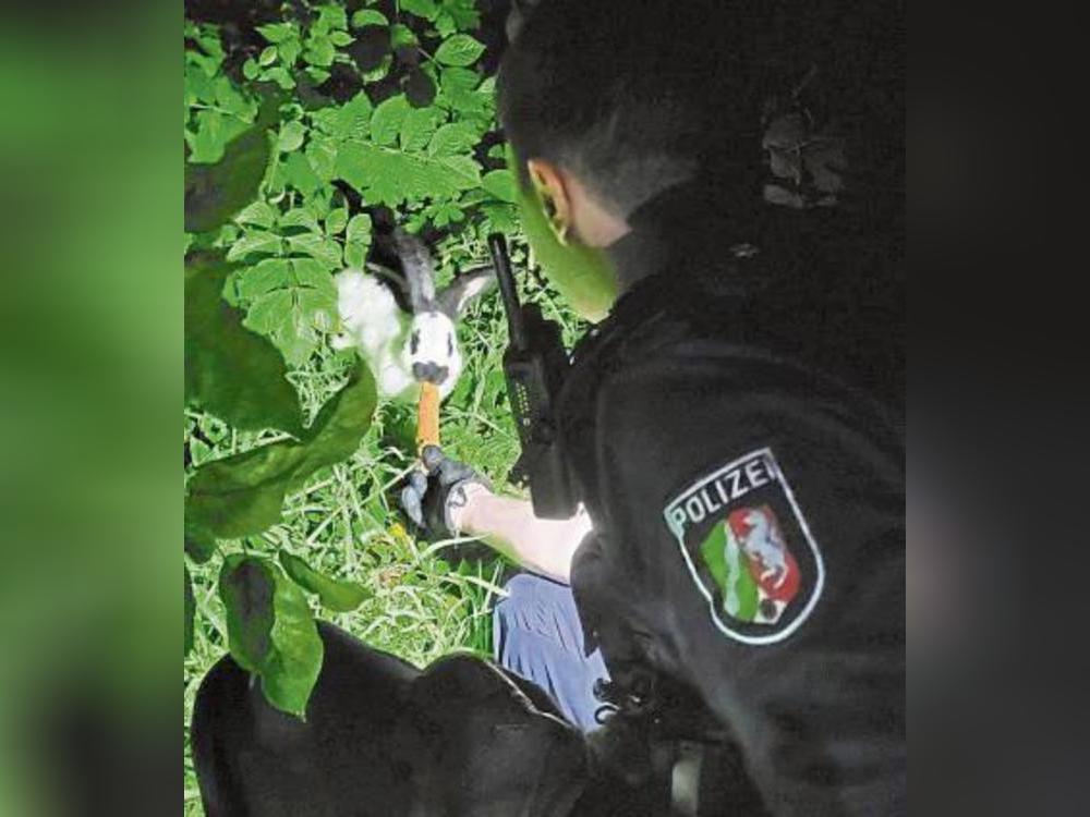 Mit einer Möhre lockten die Polizisten den flauschigen Flüchtling in Sicherheit.