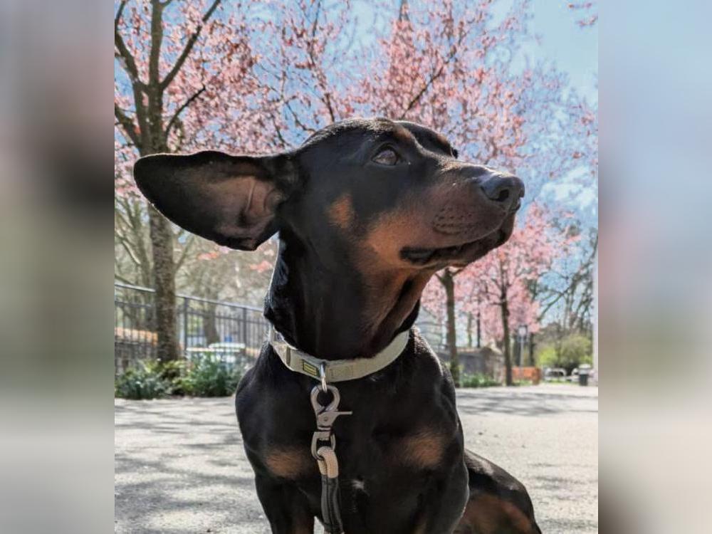 Die Stadt Geseke will heimische Hunde (wie Dackeldame Wanda) zählen – und setzt dabei auf die Selbstauskunft der Bürger. Foto: Wapelhorst