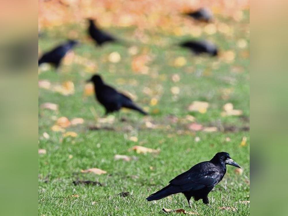 Die Krähenpopulation in den Griff zu bekommen ist auch im Kreis Soest eine große Herausforderung. Foto: Soeren Stache (dpa)