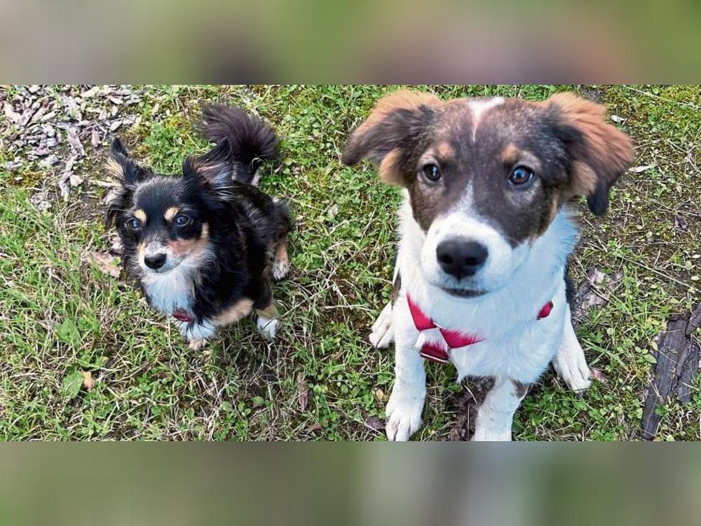 Kleine und große Fellnasen wie Sammy und Leni behandelt Stefanie Scholz in ihrer Praxis.