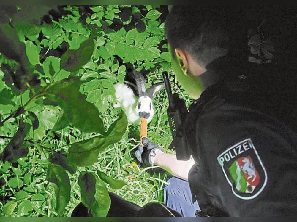 Freund und Helfer auch für Langohren: Der Polizist lockt das ausgesetzte Kaninchen mit einer Möhre.