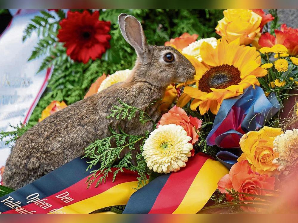 Auf dem Mellricher Friedhof herrscht vor allem in der Abendzeit und nachts reges Treiben: Etliche Kaninchen tun sich zunehmend auch am Blumenschmuck auf den Gräbern gütlich. Symbolbild: dpa