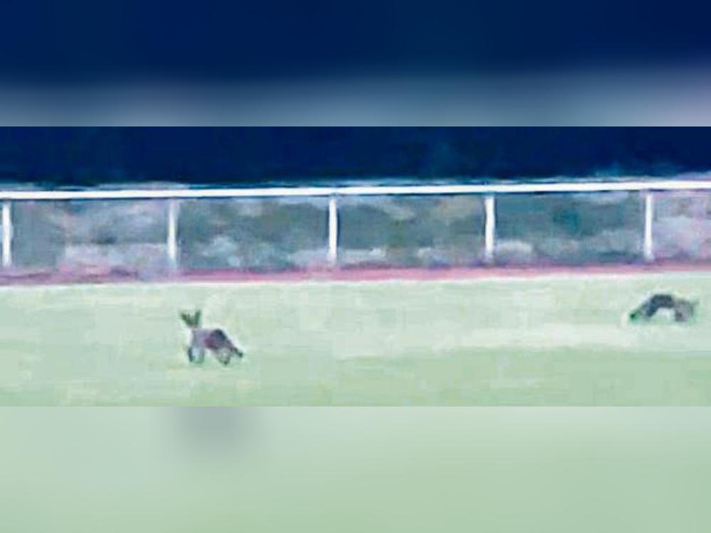 Ein Videoausschnitt zeigt die Füchse auf dem Fußballplatz.