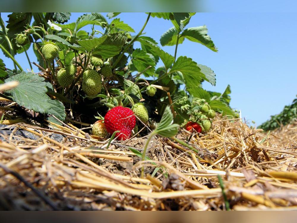 Ein bisschen zu viel Lust auf frisches Obst hatten zwei Soester am Samstag in Bad Sassendorf: Sie wurden beim Plündern eines Erdbeerfeldes ertappt.