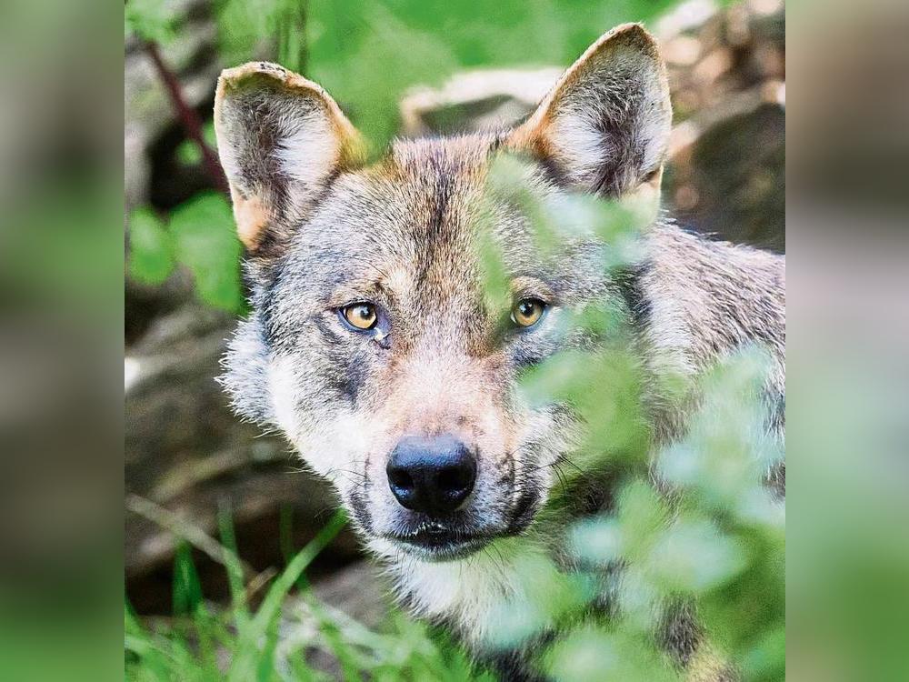 In Sachen Wolf will der Kreis Soest am Ball bleiben. Im Fachausschuss wurde die Verwaltung aufgefordert, Druck auf das Land auszuüben. Foto: Julian Stratenschulte (dpa)