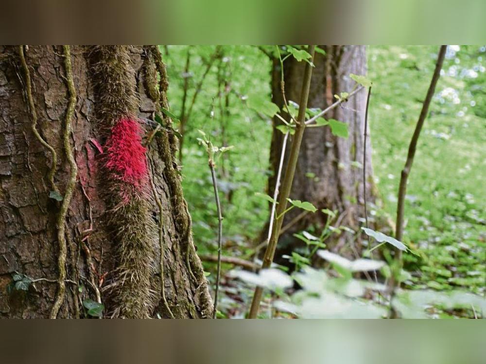 127 Bäume am Trimm-Dich-Pfad sind markiert worden, um den Baumpflegern den Weg zu weisen. Foto: Kossack