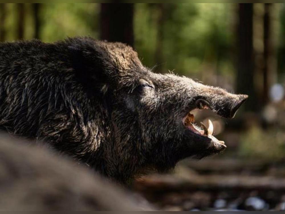 Im Erwitter Stadtgebiet gibt es zwar nur vergleichsweise wenige Wildschweine. Ein infiziertes würde jedoch reichen, um eine Kettenreaktion auszulösen. Foto: dpa