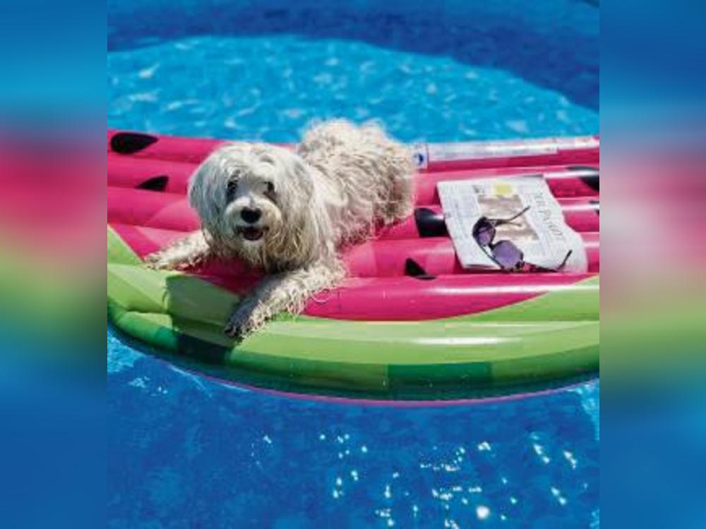 Hund Tilde genießt die Abkühlung im heimischen Pool.