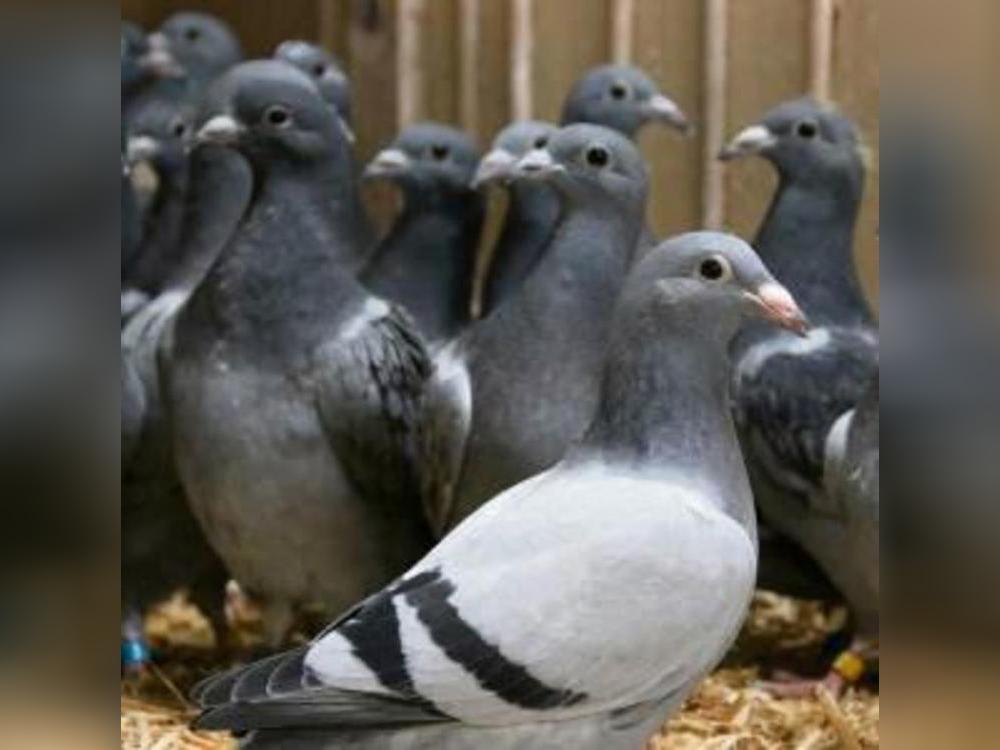 Die Göbels hatten die flinkesten Vögel. Archivfoto: Cegelski