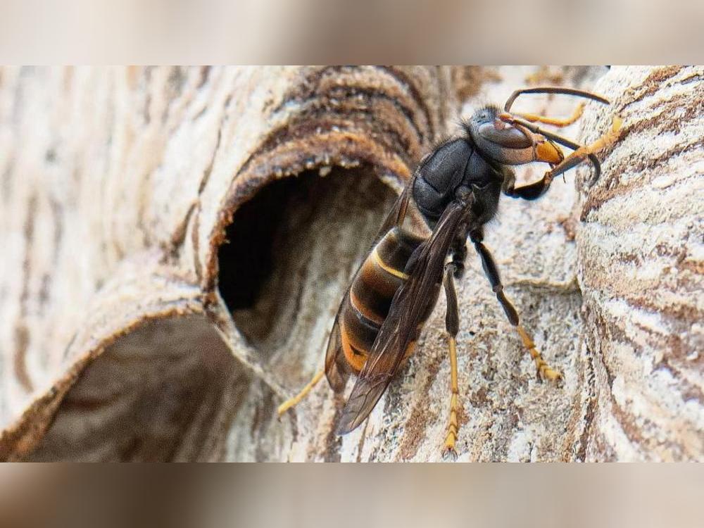 Die Asiatische Hornisse gilt als invasive Art, ihre Stiche sind deutlich schmerzhafter als die heimischer Insekten. Foto: Roessler (dpa)