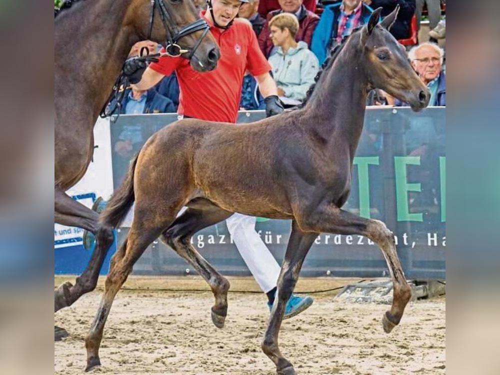 Fohlen erzielt Rekordpreis: Viva Love aus dem Stall des Lippetalers Frank Dahlhoff wurde für 250 000 Euro versteigert.