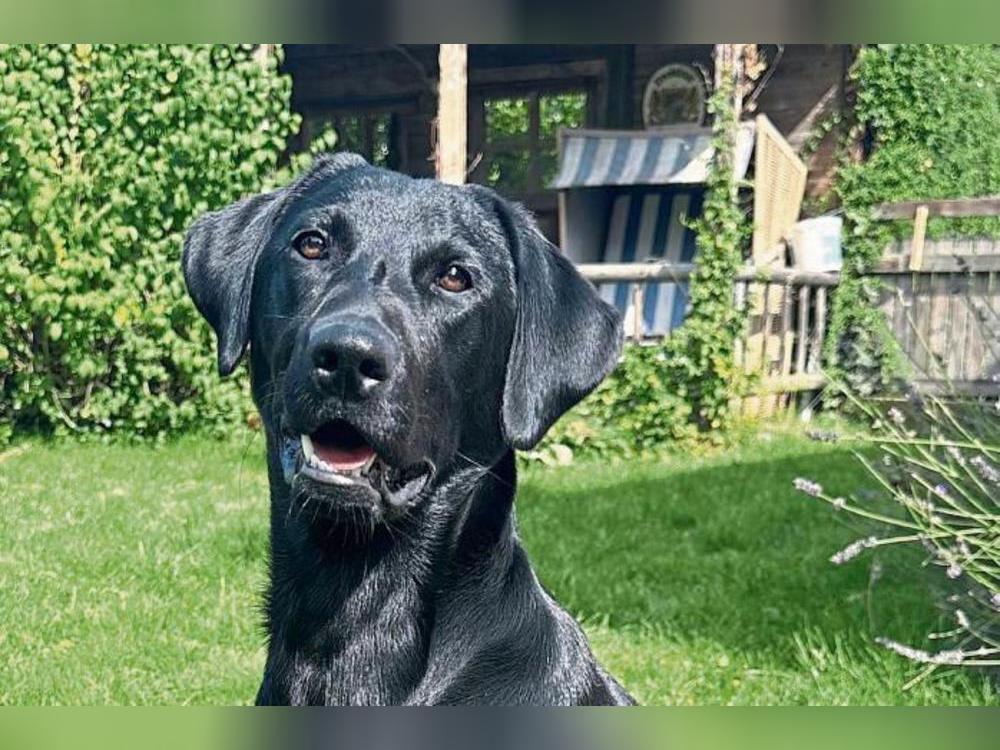 Plötzlich war Labradorhündin Frida weg – der Albtraum eines jeden Hundebesitzers. Familie Lässig aus Benninghausen erlebte bange Stunden. Foto: Cegelski