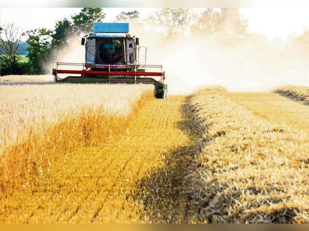 Der Regen ist vorbei, die Felder trocknen: Gute Voraussetzungen, um die Ernte sicher einzuholen. Foto: Winkelmann