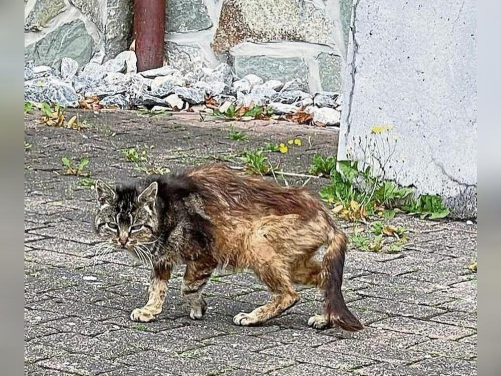 Immer mehr herrenlose Katzen streunen durch Lippstadts Straßen. Ein Problem, um das sich Ehrenamtliche kümmern.