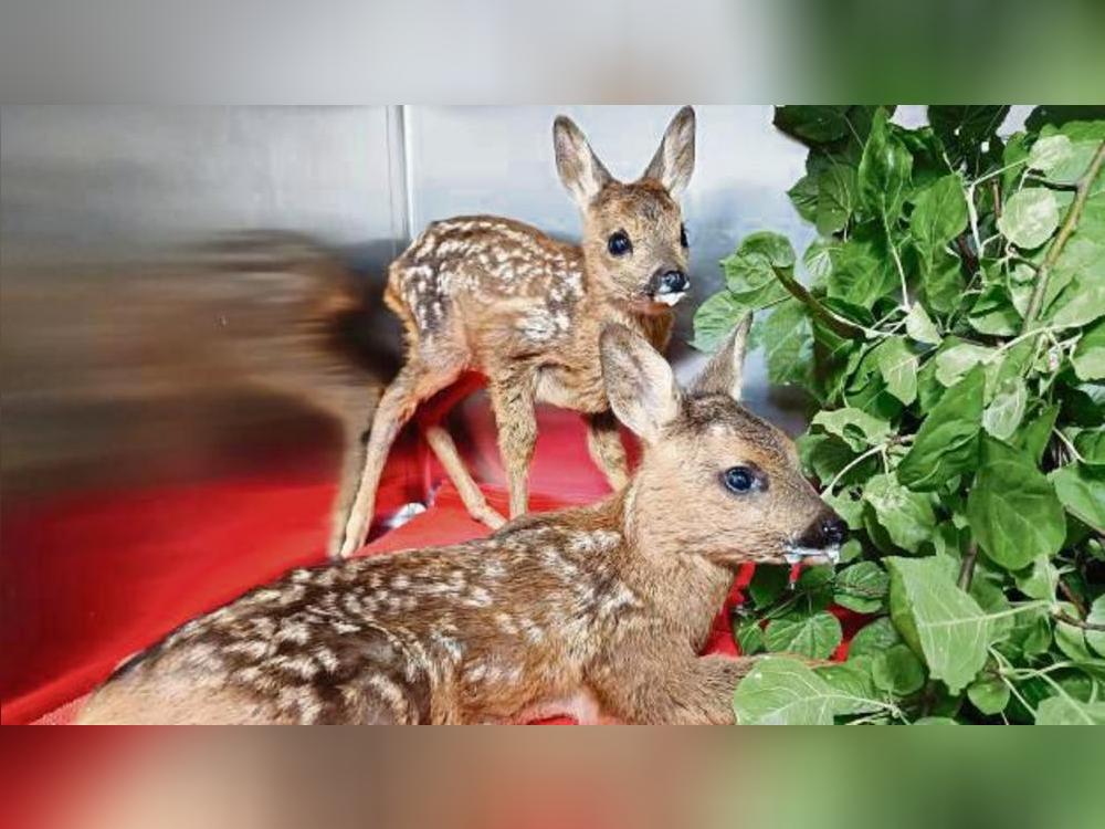 Etwa 50 Rehkitze sind diesen Sommer bei der Tierarztpraxis Reinecke abgegeben worden. Zehn wurden ausgewildert.