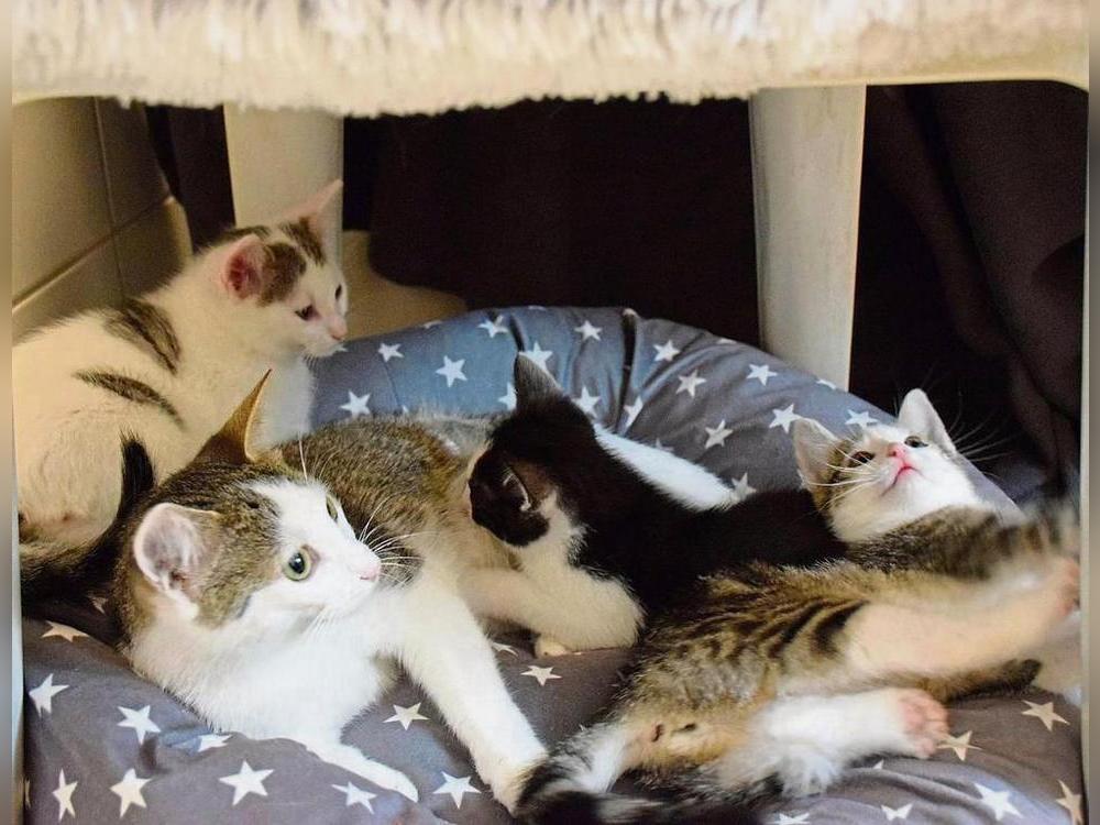 Glückliche Katzen: In ihrem eigenen Zimmer fühlt sich die Familie sichtlich wohl – und Scheu vor dem Menschen haben die Tiere auch nicht. Foto: Daniel Kossack