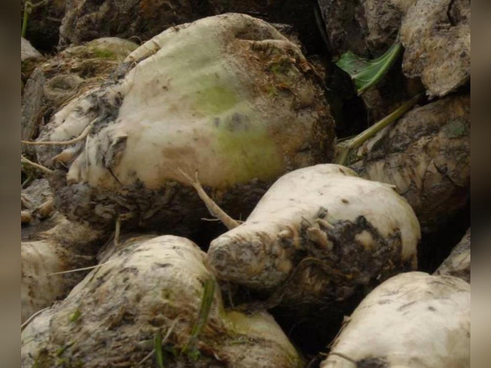 Geerntet werden die Zuckerrüben noch bis in den Dezember hinein, je nach Witterung verläuft dies zügiger oder langsamer.