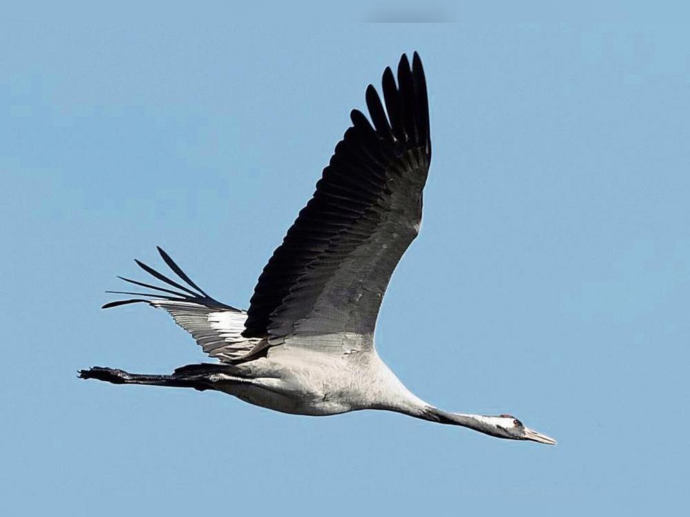 Mit dem Vogelzug breitet sich im Herbst die Vogelgrippe wieder verstärkt aus – unter anderem zahlreiche Kraniche sind bereits in Folge einer Ansteckung verendet. Ein toter Kranich wurde jetzt in Lippetal-Schoneberg gefunden. Foto: dpa