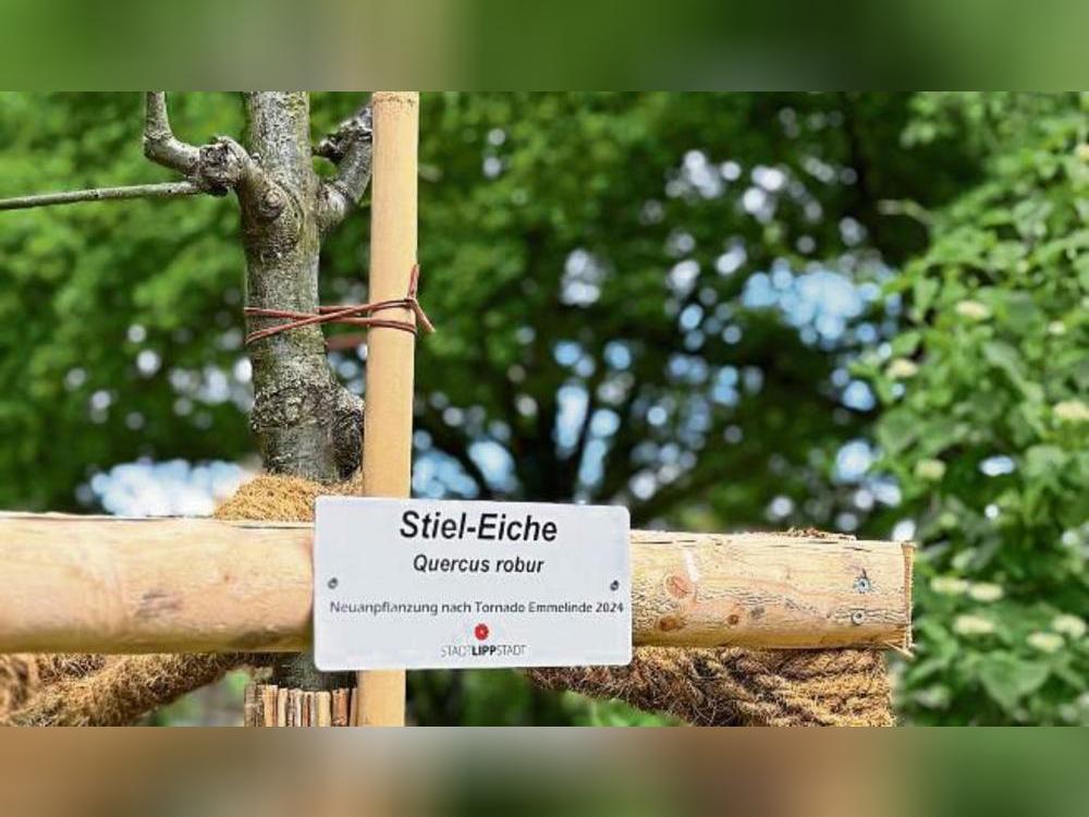 Katalogisierte Stiel-Eiche: Auch dieser Baum im Grünen Winkel ist im Baumkataster der Stadt zu finden.