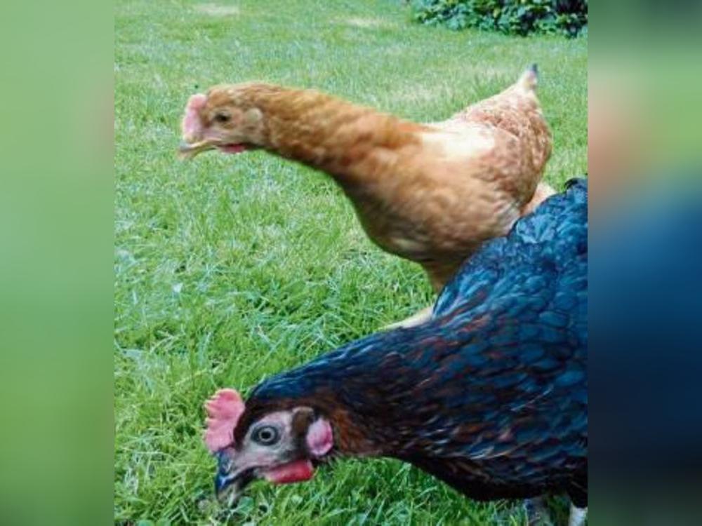 Der Kreis-Veterinärdienst rät dringend zur Aufstallung von Geflügel. Foto: Frederik Lüke