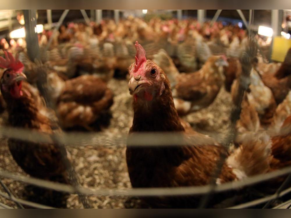 In einer Hobbygeflügelhaltung in der Gemeinde Lippetal ist die Geflügelpest nachgewiesen worden. Bereits am Sonntag wurden vorsorglich 38 Tiere – Enten, Gänse und Hühner – getötet. Symbolfoto: dpa