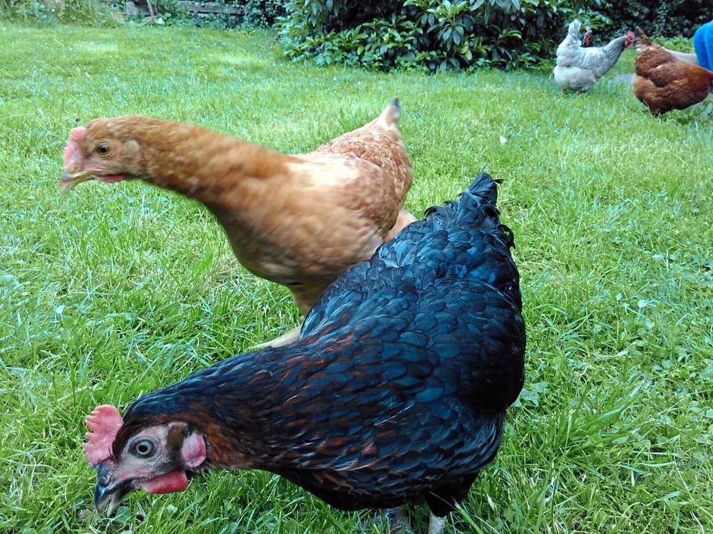 Draußen picken ist tabu: Geflügel muss in klar festgelegten Bereichen im Kreis Paderborn in den Stall. Foto: Frederick Lüke