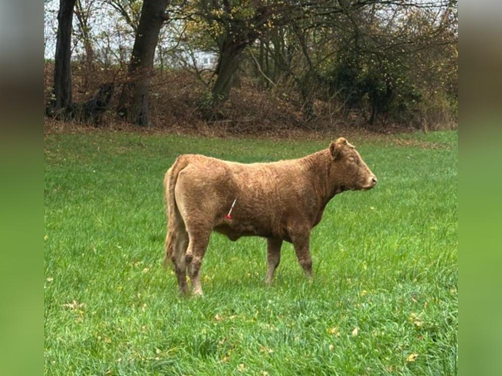 Zwei Tierärzte halfen, die Rinder mit Betäubungspfeilen zu sedieren. Foto: Feuerwehr Anröchte