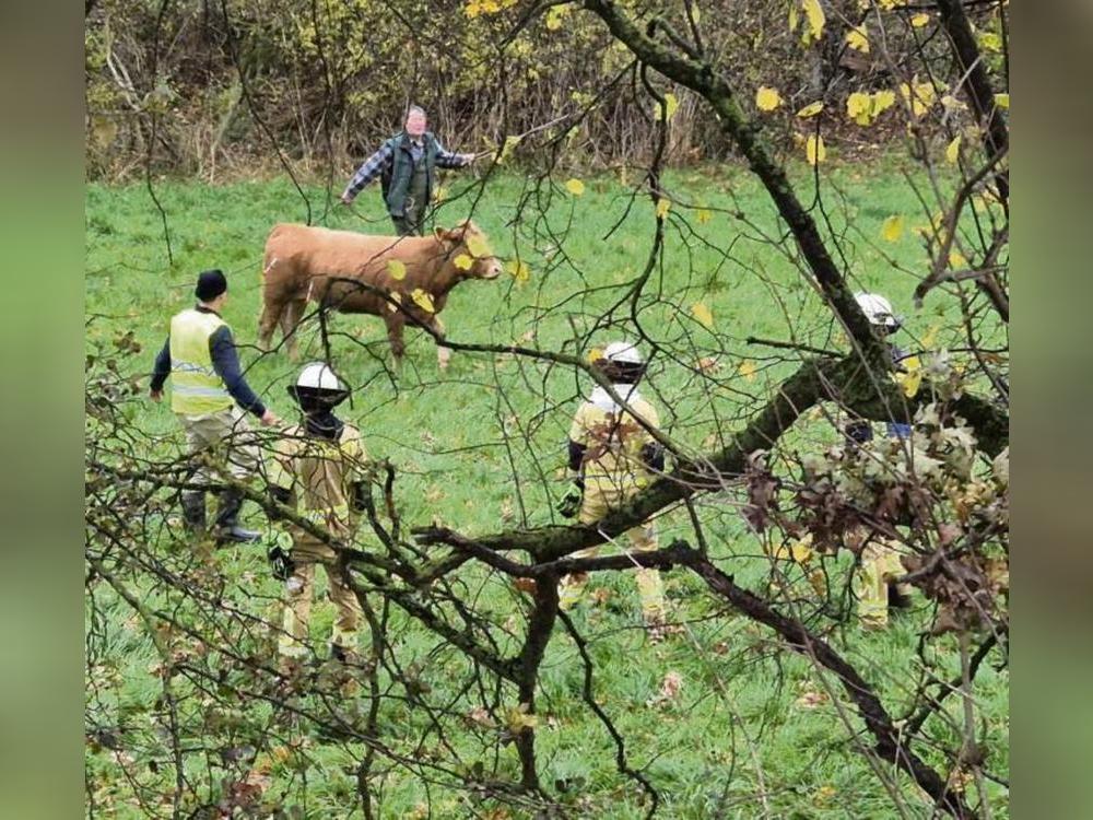 Mit vereinten Kräften musste jedes Tier sediert werden.