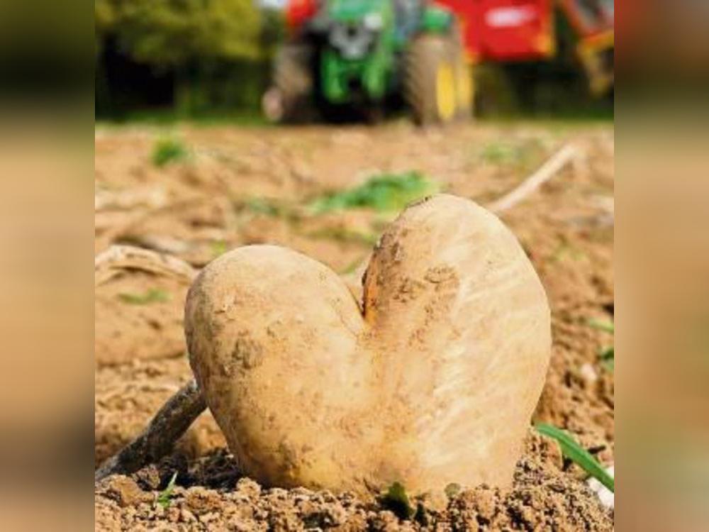 Ein Herz für Kartoffeln hat die Stadt Büren mit ihrem jährlichen Markt. Foto: Ursula Vielberg