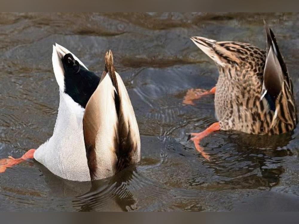 Köpfchen unter Wasser, Schwänzchen in die Höh’: Zwei Stockenten auf Nahrungssuche. Foto: dpa