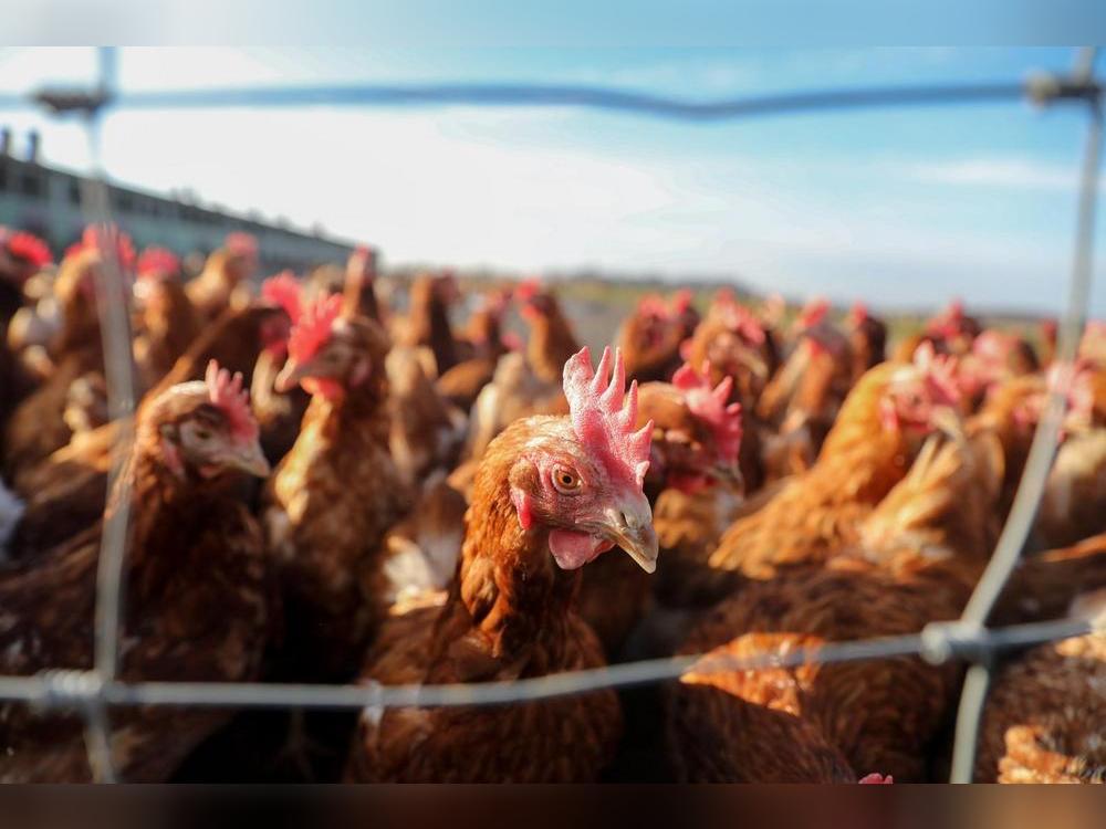 Die Geflügelpest breitet sich weiter aus. Foto: Jan Woitas/dpa