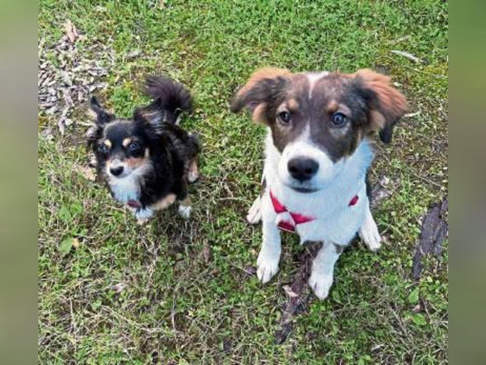 Hund zuhause, aber nicht angemeldet? Dem geht die Stadt jetzt auf den Grund. Foto: Sarah Bsdurek