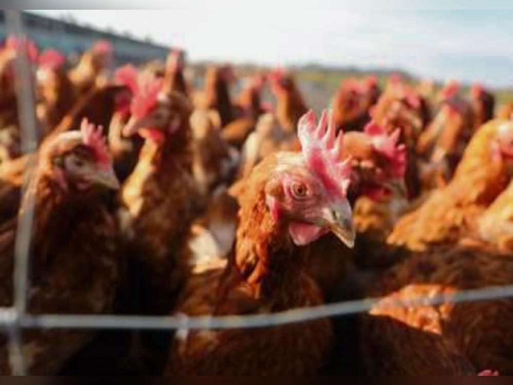 Die Geflügelpest breitet sich aktuell weiter im Delbrücker Land aus. Foto: dpa