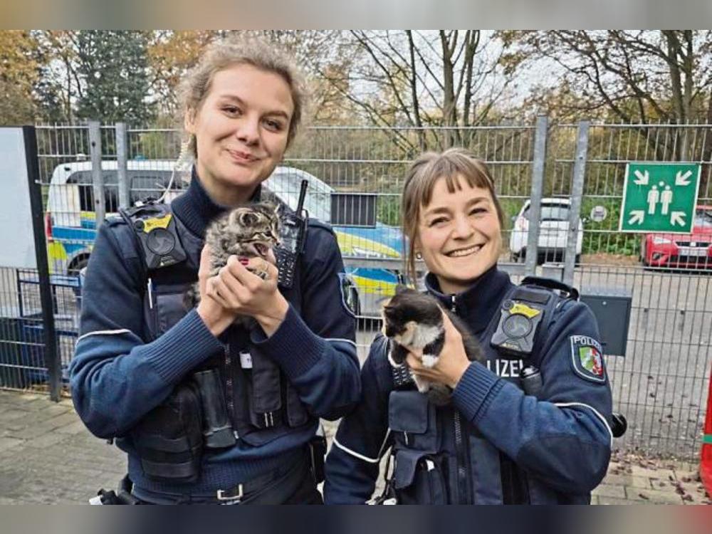 Kitz vom 15. November 2025